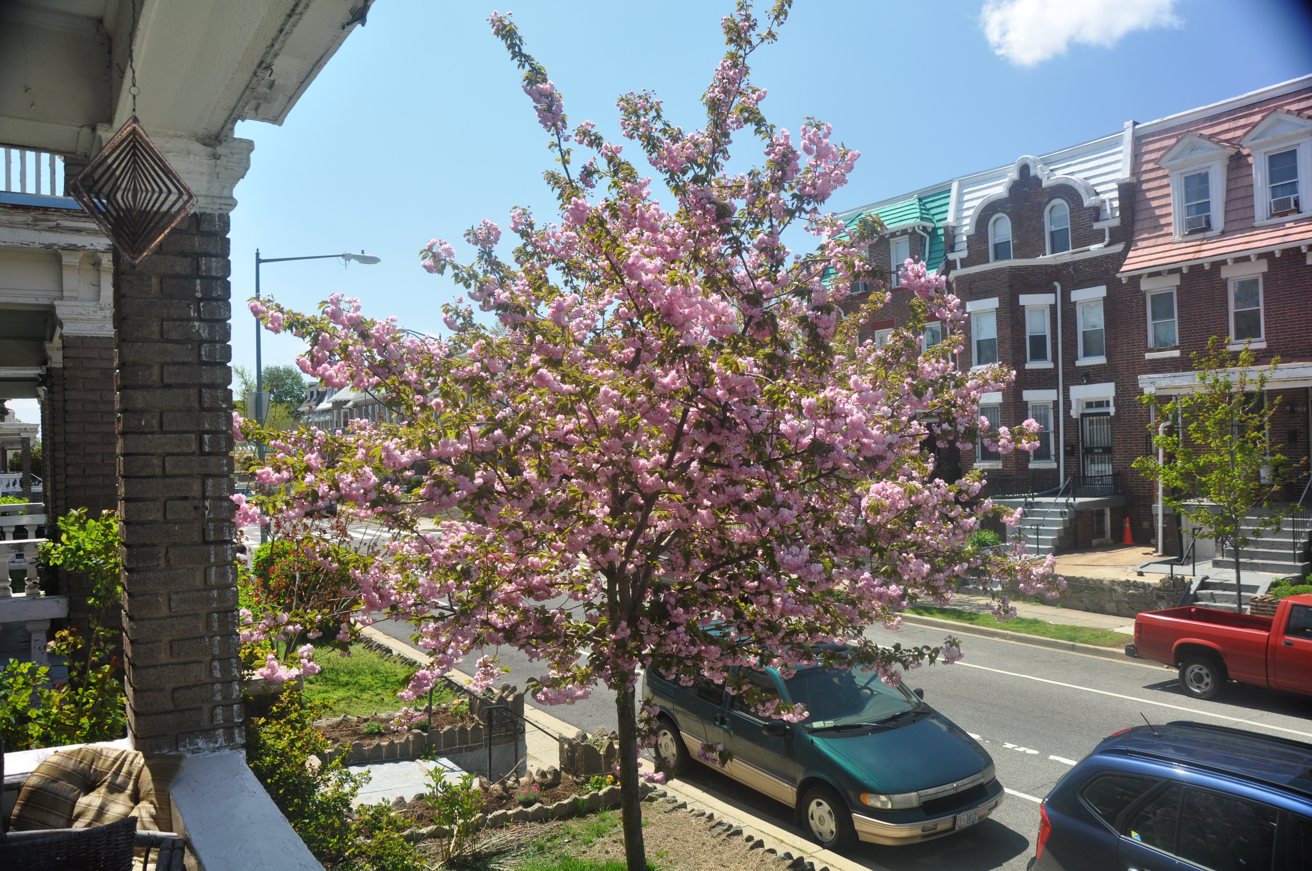 Kwanzan Cherry Tree 2011 02.jpg